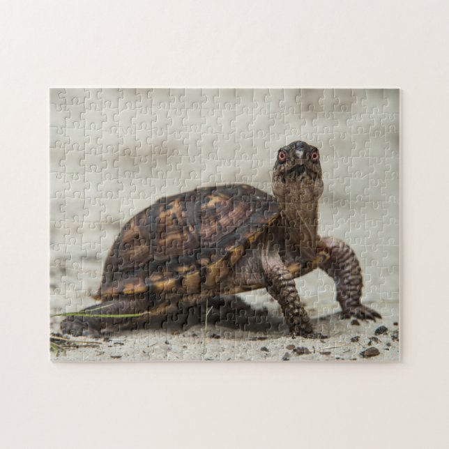 Gewöhnliche Dosenschildkröte Puzzle (Horizontal)