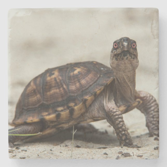 Gewöhnliche Dosenschildkröte Steinuntersetzer (Vorderseite)