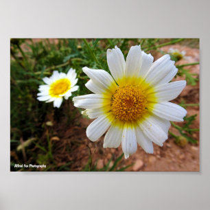 Gewöhnliche Gänseblümchen Poster
