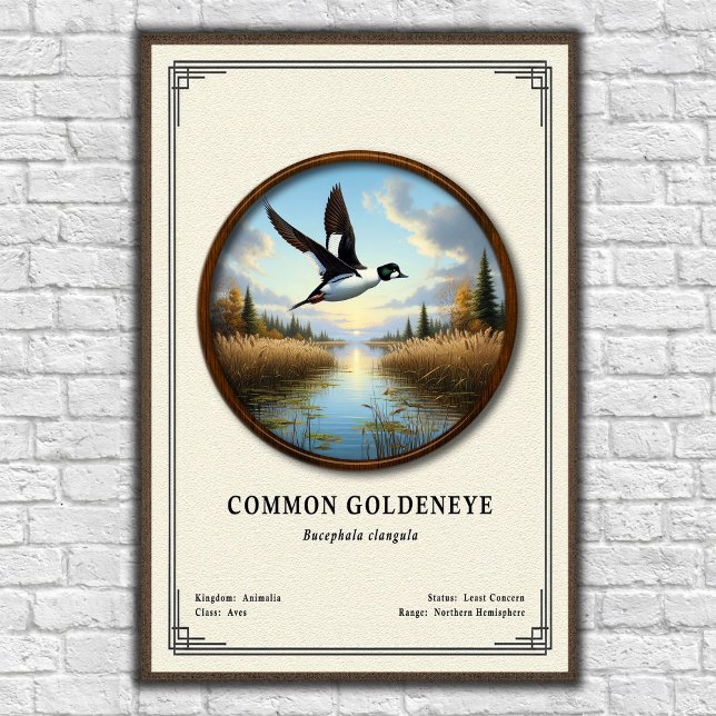 Gewöhnliche Goldeneye-Zoologie-Serie Poster (Von Creator hochgeladen)