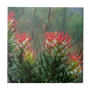 Gewöhnliche Mimetes (Mimetes Cucullatus) Fliese