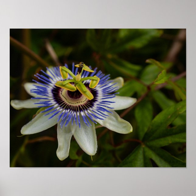 Gewöhnliche Passionsblume Poster (Vorne)