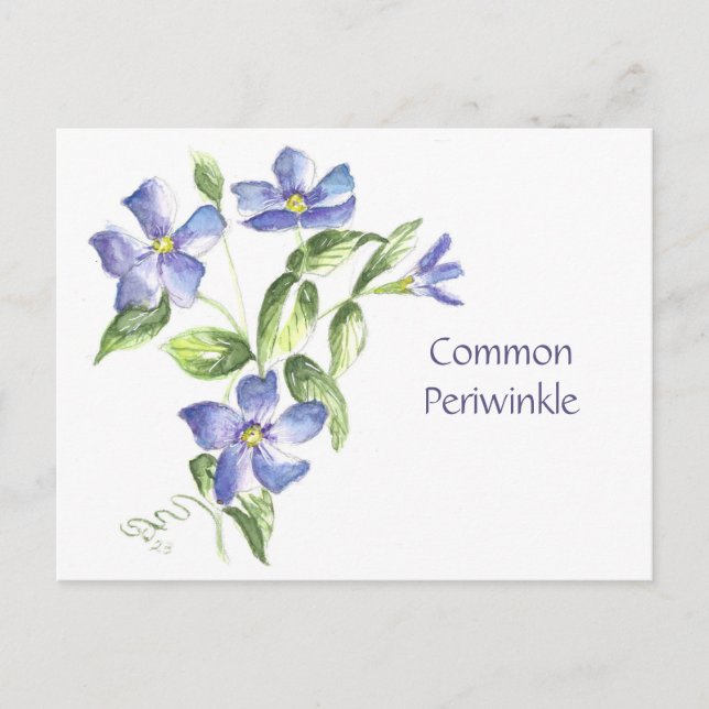 Gewöhnliche Uferschnecke Postkarte (Vorderseite)