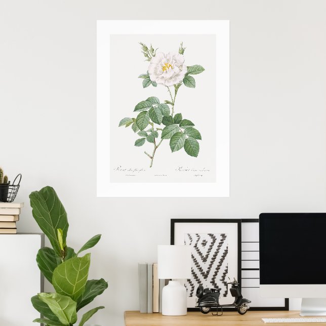 Gewöhnliche Weiße Rosen Vintage-Blumenkunst Poster (Heimbüro)