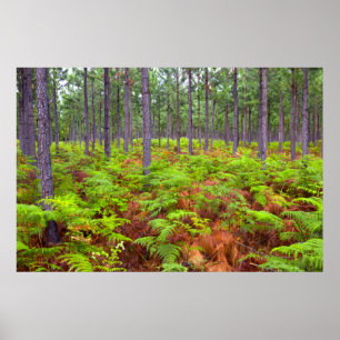 Gewöhnlicher Adlerfarn (Pteridium Aquilinum) wachs Poster
