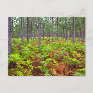 Gewöhnlicher Adlerfarn (Pteridium Aquilinum) wächs Postkarte
