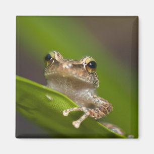 Gewöhnlicher Coqui, Eleutherodactylus coqui Magnet