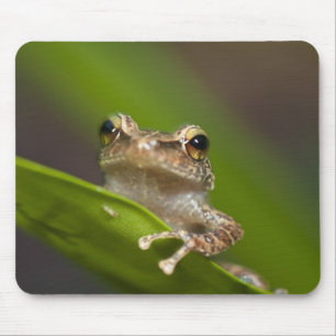 Gewöhnlicher Coqui, Eleutherodactylus coqui Mousepad