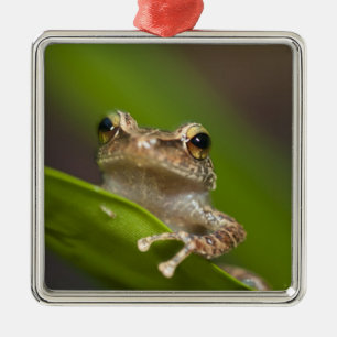 Gewöhnlicher Coqui, Eleutherodactylus coqui Ornament Aus Metall