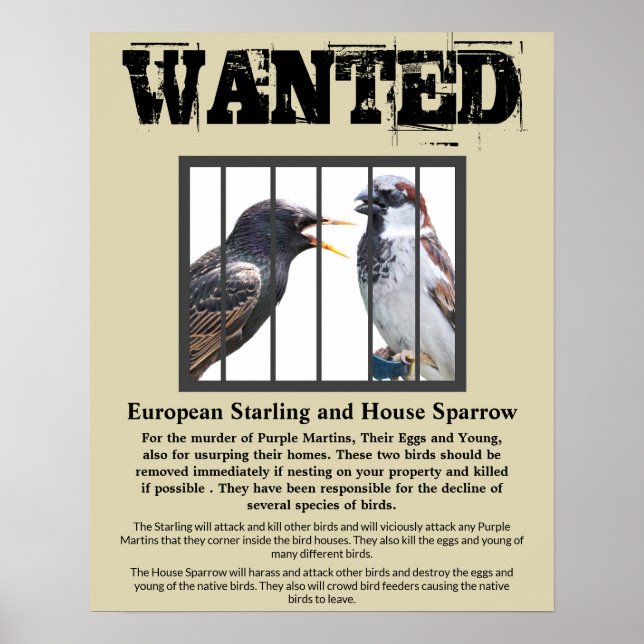 Gewollt Starling und Sparrow Poster (Vorne)