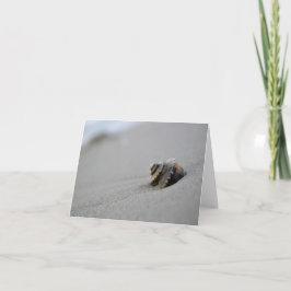 Gewundene Seashell-Strand-Anmerkungs-Karte Karte