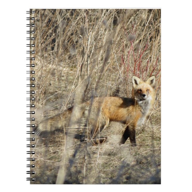 Gewundenes Notizbuch Adirondacks(NY) rotes Fox Notizblock (Vorderseite)