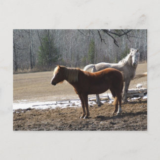 Gewürze Postkarte