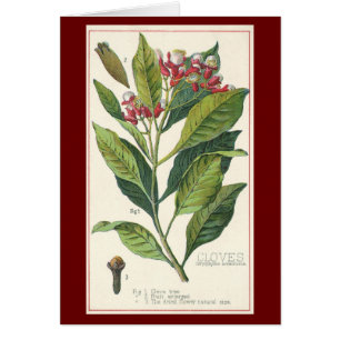 Gewürzkräuter für alte Lebensmittel, Nelkenpflanze