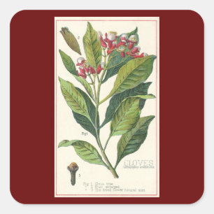 Gewürzkräuter für alte Lebensmittel, Nelkenpflanze Quadratischer Aufkleber