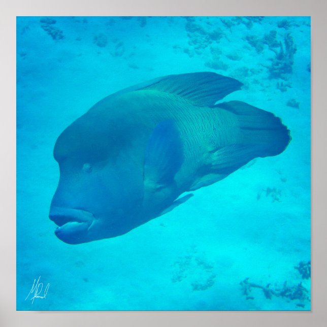 Gezeichnet Great Barrier Reef Napoleon Wrasse Fish Poster (Vorne)