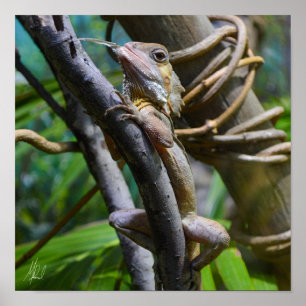 Gezeichnet Merten's Water Monitor Poster