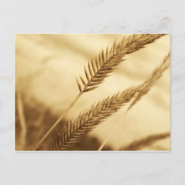 Gezeichnet Sullivan - Prärie Grass Postkarte (Vorderseite)