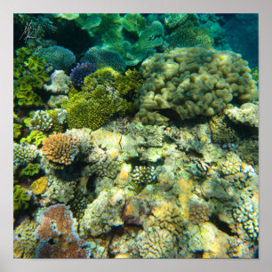 Gezeichnet von Great Barrier Reef Coral - #5 Poster