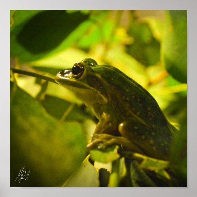 Gezeichnetes Green and Golden Bell Frog Poster (Vorne)