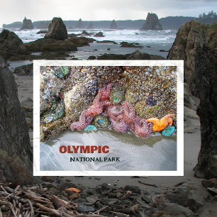 Gezeitenbad, Ruby Beach, Olympischer Nationalpark Postkarte