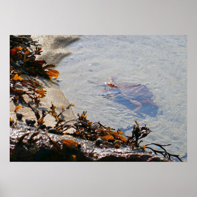 Gezeitenbecken am Sand Beach Poster (Vorne)