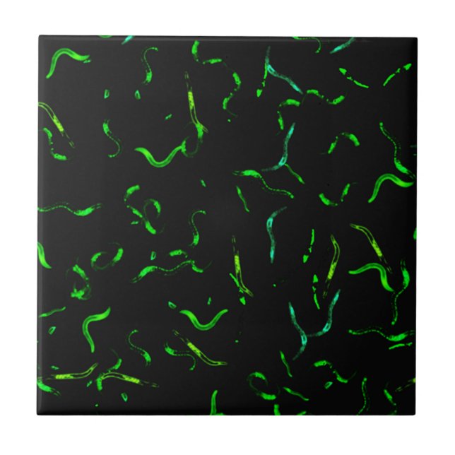 GFP Würmer Fliese (Vorderseite)