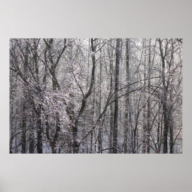Ghear Icy Forest in Morgenlicht II Poster (Vorne)