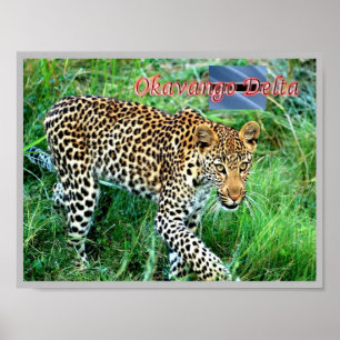 GHEPARD Okavango Delta - Poster
