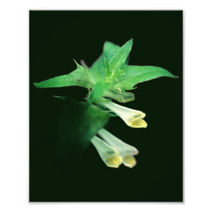Ghoful White Woodland Wildblume Nah bis 8x10 Fotodruck