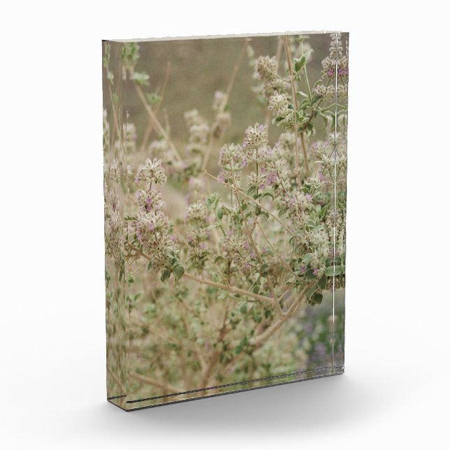 Ghost-Blume Fotoblock (Links)