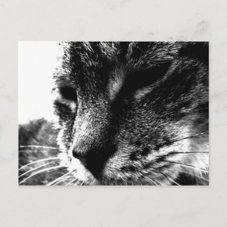 Ghost Cat Postkarte