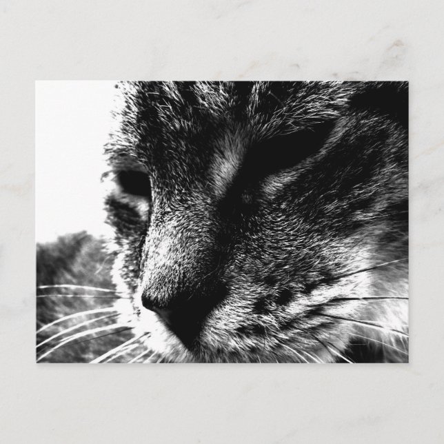 Ghost Cat Postkarte (Vorderseite)