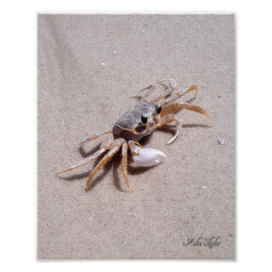 Ghost Crab Fotodruck