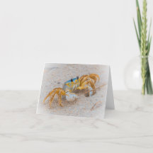 Ghost Crab oder Sand Crab