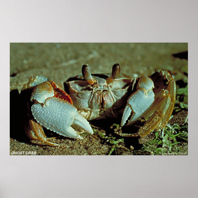 Ghost Crab Poster (Vorne)
