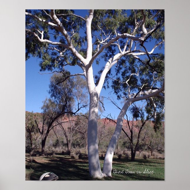 Ghost Gum in Alice Poster (Vorne)