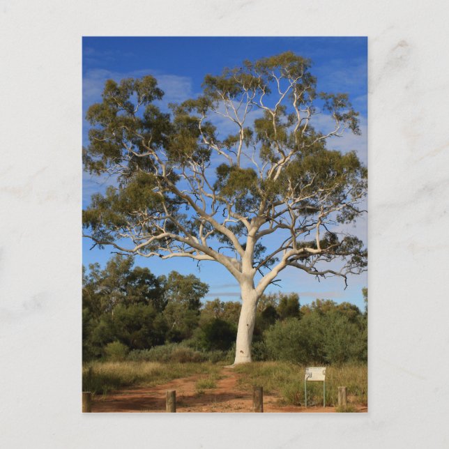 Ghost gum tree, Outback Australien Postkarte (Vorderseite)