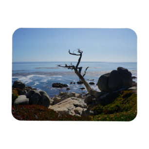 Ghost Tree - Scenic 17 Mile Drive Photo Magnet