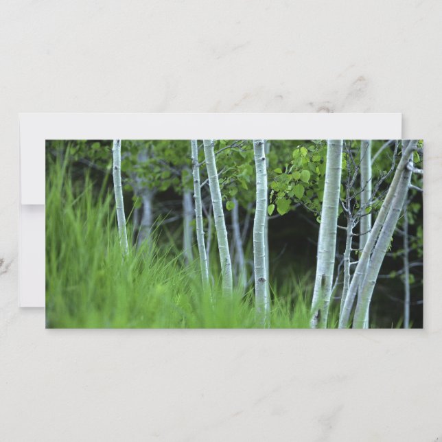 Ghosttree (Vorderseite)