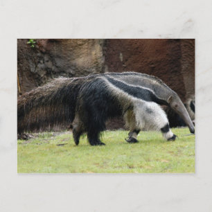 Giant Ant Eater4x6 Postkarte