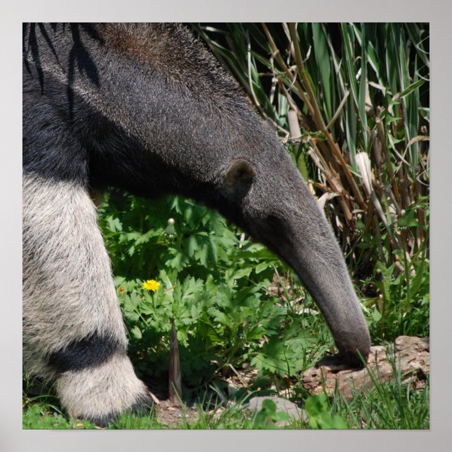 Giant Anteater Foto Poster Print (Vorne)