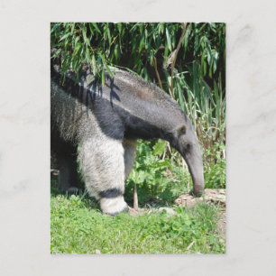 Giant Anteater Postcard Postkarte