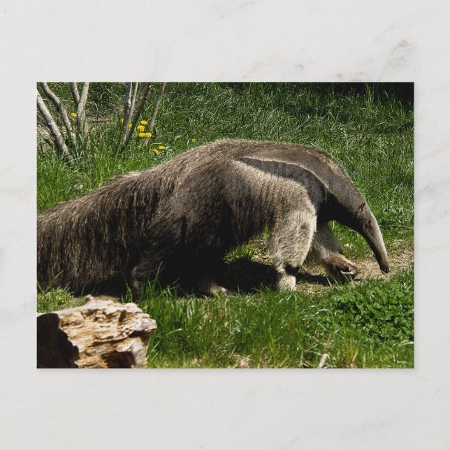 Giant Anteater Postcard Postkarte (Vorderseite)