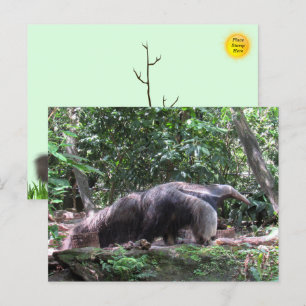 Giant Anteater Postcard Postkarte