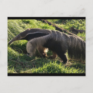 Giant Anteater Postcard Postkarte