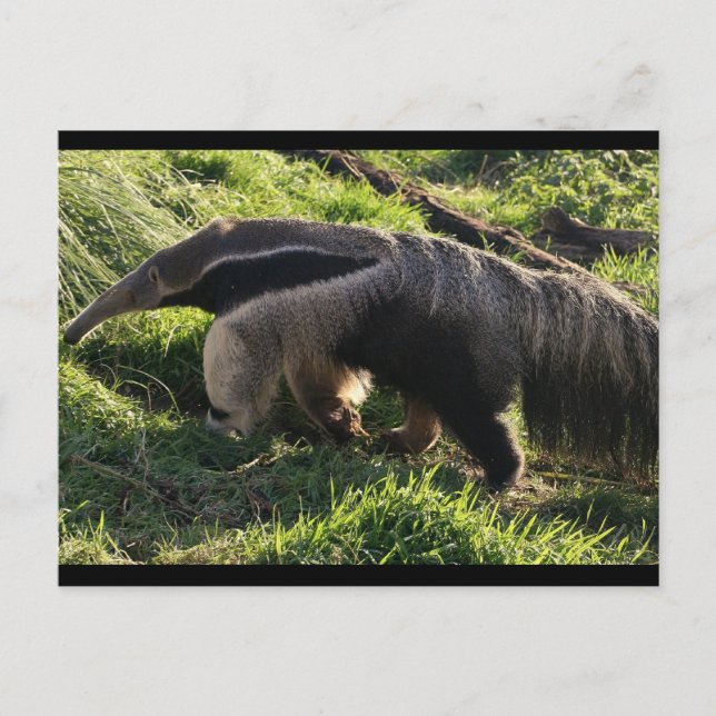 Giant Anteater Postcard Postkarte (Vorderseite)