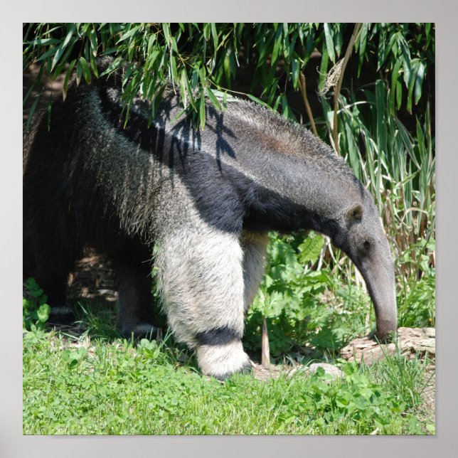 Giant Anteater Poster (Vorne)