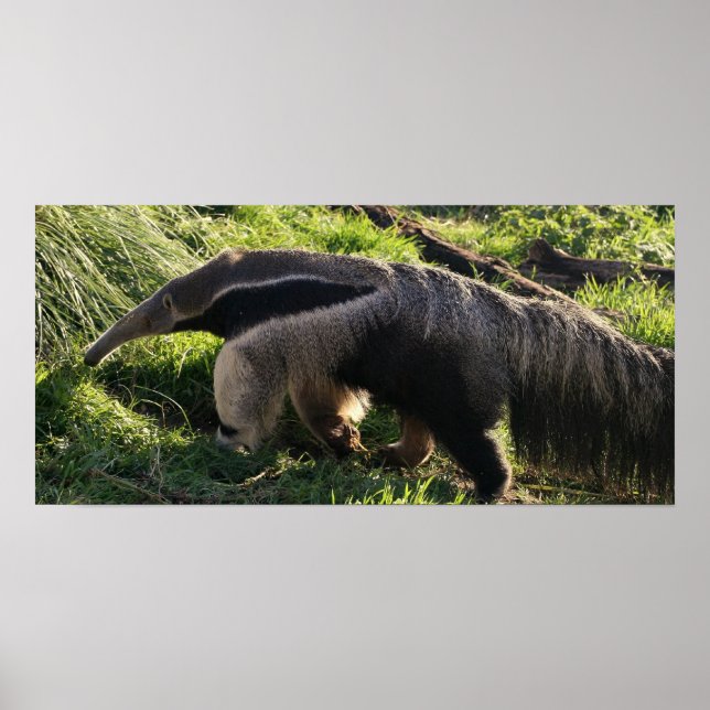 Giant Anteater Poster Print (Vorne)