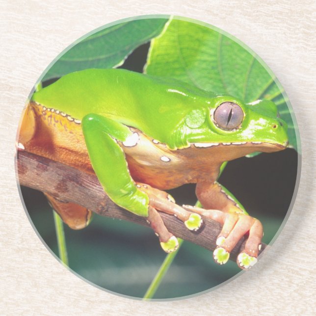 Giant Bicolor Monkey Treefrog, Phyllomedusa Getränkeuntersetzer (Vorne)
